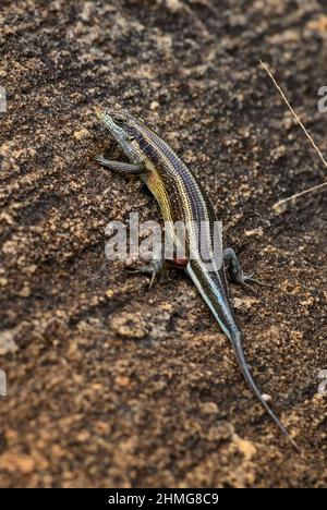 Rainbow Skink - Trachylepis quinquetaeniata, schöne schüchterne Eidechse aus afrikanischen Büschen und Wäldern, Tsavo East, Kenia. Stockfoto