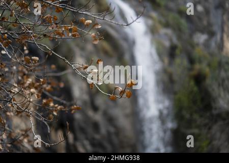 Selektive Fokusaufnahme von trockenen Pflanzen mit Wasserfällen im Hintergrund Stockfoto