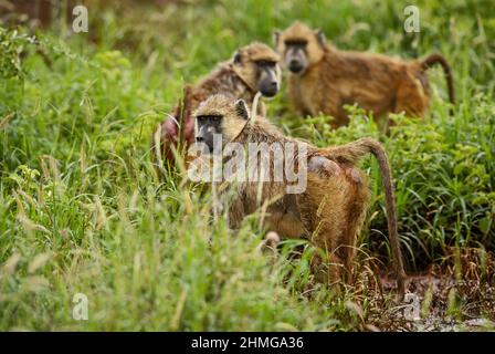 Gelber Pavian - Papio cynocephalus, großer Bodenprimat aus afrikanischen Savannen und Sträuchern, Amboseli, Kenia, Afrika. Stockfoto