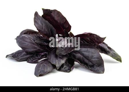 Frisches Basilikum (ocimum basilicum) auf weißem Hintergrund. Stockfoto