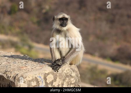 Affe allein im Wald sitzen. Stockfoto