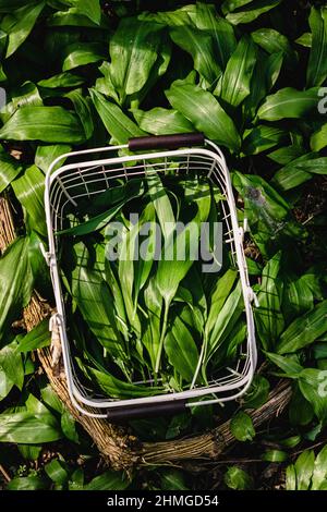 Frisch gepflückter Bärlauch, Ramson in einem weißen Metallkorb auf dem Tisch mit Leinentischtuch. Frühlingskräuter. Vegane Küche. Sauberes Essen. Saisonal Stockfoto