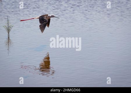 Der Schwarzflügel-Stelzenläufer (Himantopus himantopus) im Flug. Stockfoto