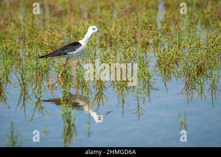 Der Schwarzflügel-Stelzenläufer (Himantopus himantopus) auf dem Salzsee. Stockfoto