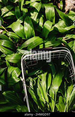 Frisch gepflückter Bärlauch, Ramson in einem weißen Metallkorb auf dem Tisch mit Leinentischtuch. Frühlingskräuter. Vegane Küche. Sauberes Essen. Saisonal Stockfoto