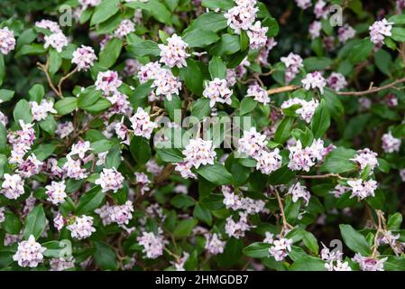 Daphne Bholua 'Peter Smithers' Stockfoto