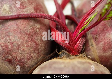 Die leuchtend roten Stämme der Rüben warten in der Küche darauf, zum Abendessen zubereitet zu werden. Stockfoto