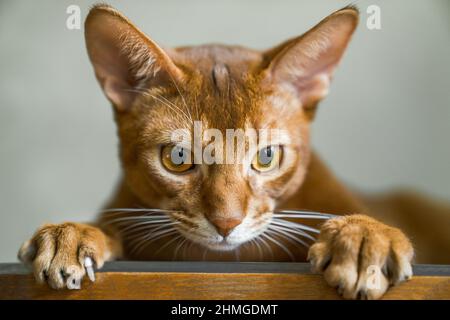 Die rote Katze der Abessinier-Rasse liegt auf dem Stuhl und blickt in die Kamera, in den Fang und in die Pfoten Stockfoto