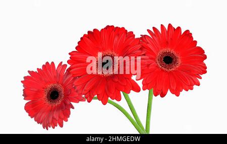 Drei leuchtend rote Gerbera Blumen Bouquet aus nächster Nähe, isoliert auf weißem Hintergrund. Elegante Herbera-Blütenköpfe auf grünen Stielen in flammender roter Farbe von l Stockfoto