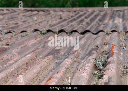 Ein altes Wellblechdach hat etwas Rost und Moos auf sich Stockfoto