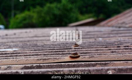 Führen Sie die Kopfnägel in einer Linie auf einem rostigen Wellblech-Dach Stockfoto