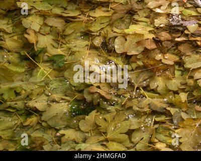 Bett aus heruntergefallenen Blättern unter schlammidem Wasser Stockfoto