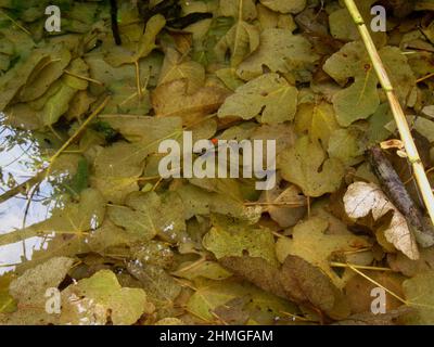 Im Herbst Laub Stockfoto