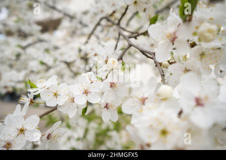 Blühende weiß sakura Kirschblüte Blumen close-up Stockfoto