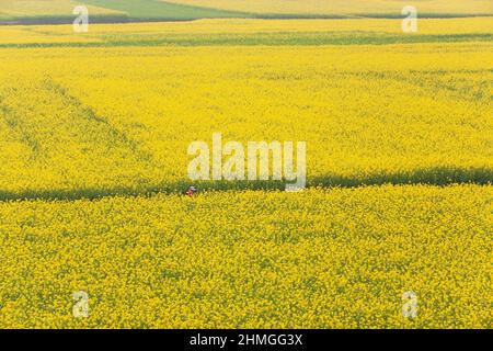 Luftaufnahme eines touristischen Spaziergängen auf Senfblumenfeldern in voller Blüte. Frühlingsblüte. Land in Südchina. Stockfoto