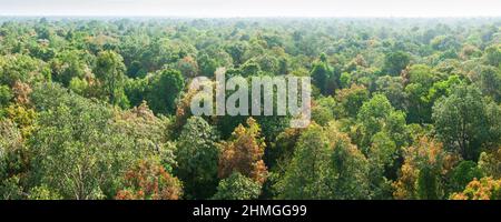 Panorama-Luftaufnahme von Torfsumpfwäldern, grünen Baumkronen oder Kronenwäldern. Sirindhorn Peat Swamp Forest Nature Research. Thailand. Stockfoto