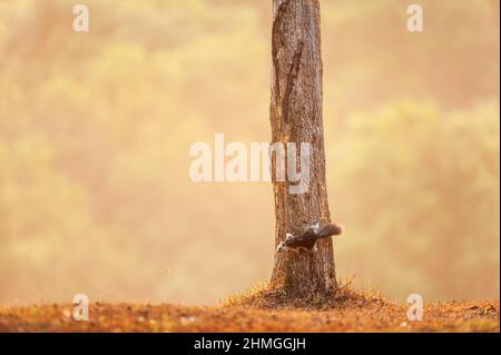 Ein kleines variables Eichhörnchen oder Finlaysons Eichhörnchen, das im Morgenlicht auf einem Baum steht, tropischer Wald im Hintergrund. Khao Yai Nationalpark. Stockfoto