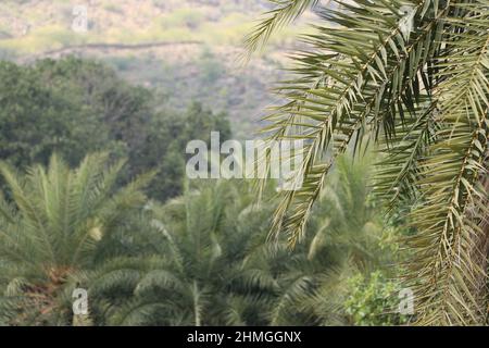 Schöne Aussicht auf Waldbäume. Stockfoto