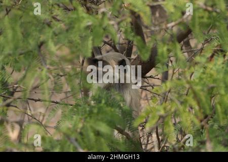 Affe allein im Wald sitzen. Stockfoto