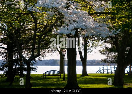 Der Frühling blüht am Tred Avon River in Oxford, einer abgelegenen Wassermannstadt in Maryland an der Chesapeake Bay. Stockfoto