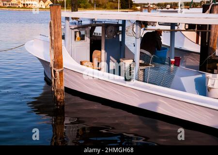 Ein Wassermann auf dem Tred Avon River in der Chesapeake Bay, Maryland. Stockfoto