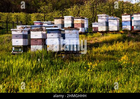 Bienenkästen bei Scenic View Orchards in Fredrick County, Maryland. Stockfoto