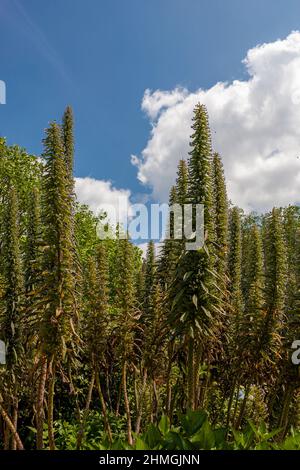 Echium-Blütenspitzen in den Lost Gardens von Heligan, Cornwall, Großbritannien Stockfoto