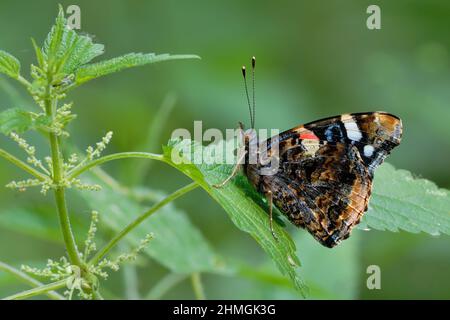 Roter Admiralschmetterling mit schönen bunten Flügeln, die auf einem Nesselblatt sitzen, Nahaufnahme. Unscharfer Hintergrund, Kopierbereich. Gattung Vanessa atalanta. Stockfoto