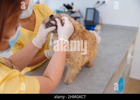 Tierarzt Arzt macht Untersuchung von niedlichen Hund in der Klinik Stockfoto