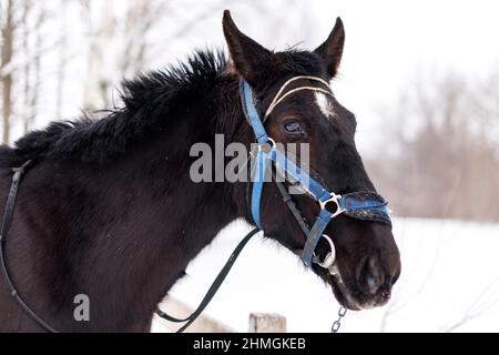 Kopf des schwarzen gesattelten Reitpferdes an der Leine am Stand in der Wintersaison Stockfoto
