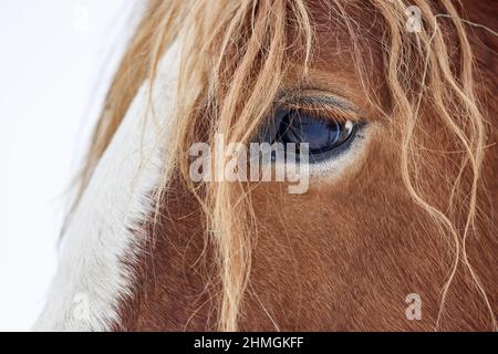 Nahaufnahme eines braunen pelzigen Pflugpferdes Stockfoto