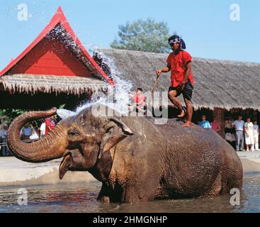 Thailand. Bangkok. Rosengarten. Elefanten-Show. Nahaufnahme mit Trainer auf dem Rücken. Stockfoto