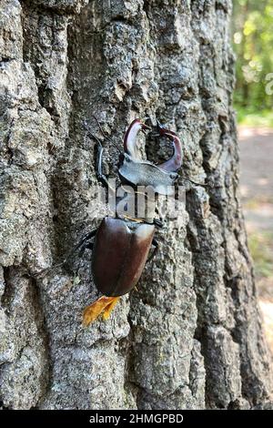 Hirschkäfer sitzen auf dem Baum im Wald. Großer dunkler Käfer, dessen Männchen große verzweigte Kiefer hat, die einem Hirschgeweih ähneln. Wild f Stockfoto