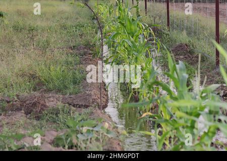 Nahaufnahme des Wassers, das zur Bewässerung durch einen irdenen Abfluss ins Feld fließt Stockfoto