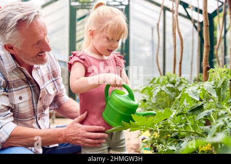 Großvater Mit Enkeltochter Pflanzen Im Gewächshaus Mit Gießkanne Zusammen Gießen Stockfoto
