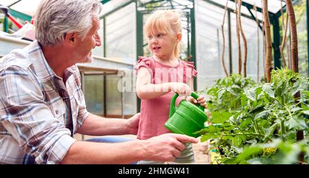 Großvater Mit Enkeltochter Pflanzen Im Gewächshaus Mit Gießkanne Zusammen Gießen Stockfoto