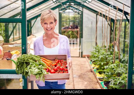 Porträt Einer Älteren Frau, Die Im Gewächshaus Eine Schachtel Mit Selbst Angebautem Gemüse Hält Stockfoto