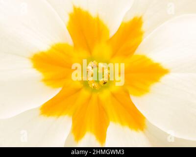 Eine Nahaufnahme einer farbenfrohen Primula vulgaris (Primula vulgaris) Blume. Stockfoto