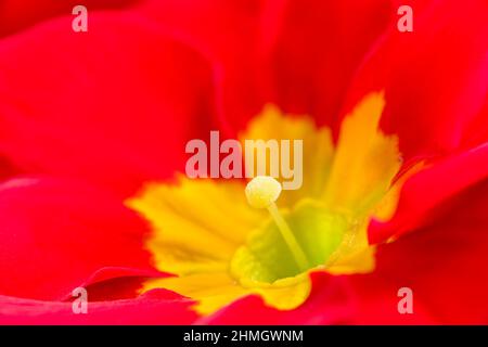 Eine Nahaufnahme einer farbenfrohen Primula vulgaris (Primula vulgaris) Blume. Stockfoto