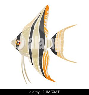 Vektordarstellung von Süßwasseraquarien-Engelchen, pterophyllum scalare Stock Vektor