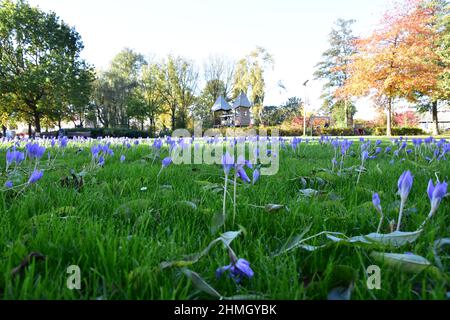 Nahaufnahme der schönen Crocus speciosus Blumen im Park. Biebersteins Krokus. Stockfoto