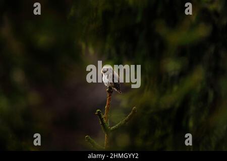 Zwergeule, sitzend auf Baum Fichtenzweig mit klaren dunklen Wald Hintergrund. Eurasischer Zinnvogel im Lebensraum. Schöner Vogel im Abenduntergang. Wild Stockfoto