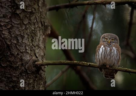 Zwergeule, sitzend auf Baum Fichtenzweig mit klaren dunklen Wald Hintergrund. Eurasischer Zinnvogel im Lebensraum. Schöner Vogel im Abenduntergang. Wild Stockfoto