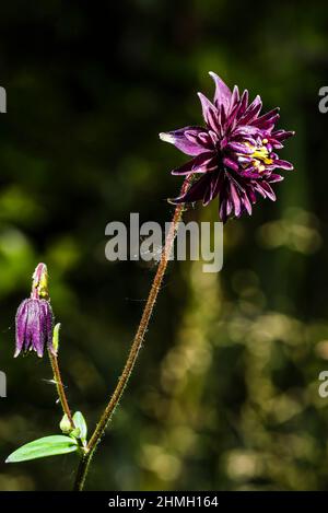 Nahaufnahme eines violetten Blütenkopfes von Aquilegia vulgaris in einem Frühlingsgarten im Norden Londons, London, Großbritannien Stockfoto