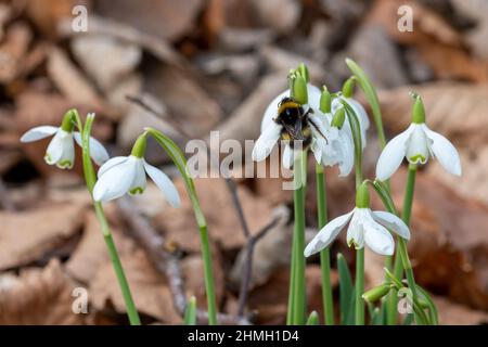 Frühe Hummelkönigin (Bombus pratorum), die sich im Februar oder späten Winter auf einer Schneegropfenblume (Galanthus) ruht, England, Großbritannien Stockfoto