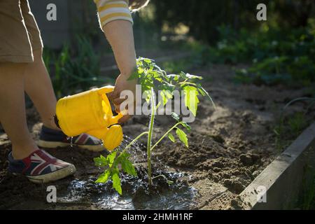 Unbekanntes Kind, das an einem sonnigen Tag im Garten Tomatensämlinge gießt. Tag der Erde. Ökologische Bildung, Pflege der Flora im Garten. Wenig h Stockfoto