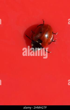 Marienkäfer isoliert auf einer roten Oberfläche im Frühjahr Stockfoto