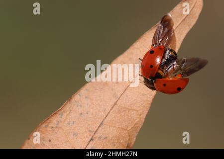 Marienkäfer auf einem trockenen Blatt im Frühling. Ein Marienkäfer oder Marienkäfer, der versucht wegzufliegen Stockfoto