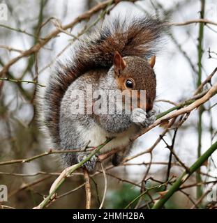 Graues Eichhörnchen, das auf einem Ast sitzt und zwischen seinen Pfoten auf einer Nuss kniet (Sciurus Carolinensis) Stockfoto