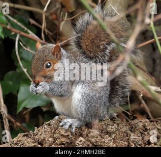 Graues Eichhörnchen, das auf einem Ast sitzt und zwischen seinen Pfoten auf einer Nuss kniet (Sciurus Carolinensis) Stockfoto